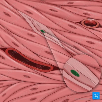 Núcleo de fibroblasto (Nucleus fibroblasti); Imagem: Tal Bavli Ziv