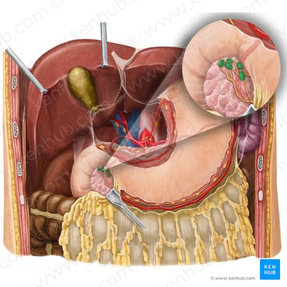 Subpyloric lymph nodes (Nodi lymphoidei subpylorici); Image: Begoña Rodriguez