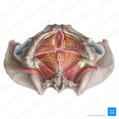 Perineal nerve (Nervus perinealis); Image: Rebecca Betts