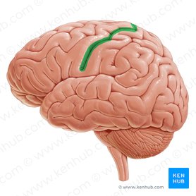 Surco central (Sulcus centralis); Imagen: Paul Kim