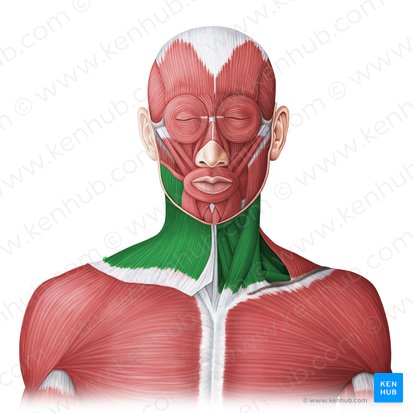 Anterior neck muscles (Musculi anteriores colli); Image: Irina Münstermann