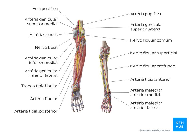 Artérias e nervos do joelho e perna - vistas anterior e posterior