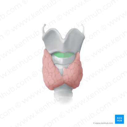 Ligament cricothyroïdien (Ligamentum cricothyroideum); Image : Begoña Rodriguez