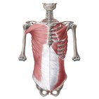 Muscles of the ventral trunk