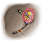 Superior and inferior orbital fissures