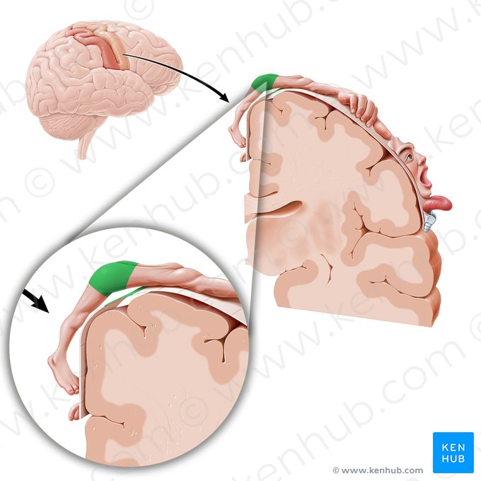 Cortex motorius regionis coxae (Motorischer Kortex der Hüfte); Bild: Paul Kim