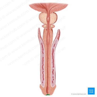 Óstio externo da uretra (Ostium urethrae externum); Imagem: Samantha Zimmerman