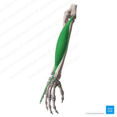 Músculo extensor do dedo mínimo (Musculus extensor digiti minimi); Imagem: Yousun Koh