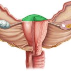 Fundus of uterus