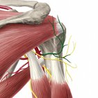 Posterior circumflex humeral artery