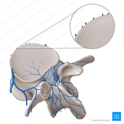 Plexus venosus vertebralis externus anterior (Vorderes äußeres Wirbelvenengeflecht); Bild: Paul Kim