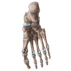 Ligaments of the foot