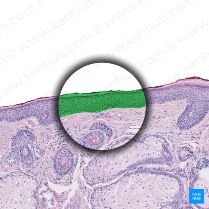 Epidermis; Bild: 
