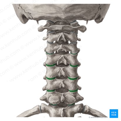 Articular processes of vertebrae C4-C7 (Processus articulares vertebrarum C4-C7); Image: Yousun Koh