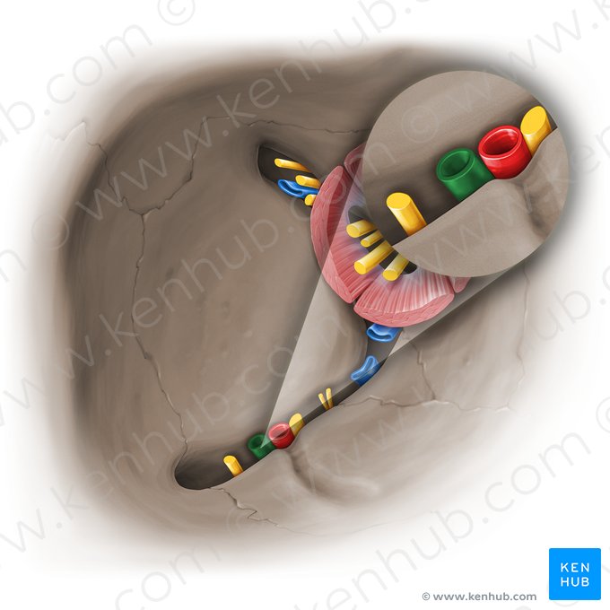 Infraorbital vein (Vena infraorbitalis); Image: Paul Kim