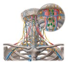 Submental lymph nodes