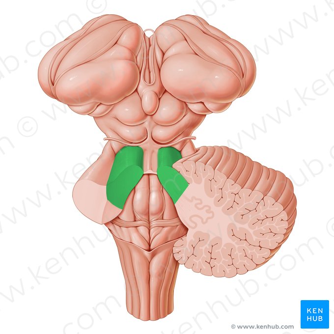 Pedúnculo cerebelar superior (Pedunculus cerebellaris superior); Imagem: Paul Kim