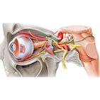 Nervio troclear (IV par craneal)