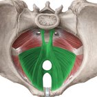 Musculus levator ani