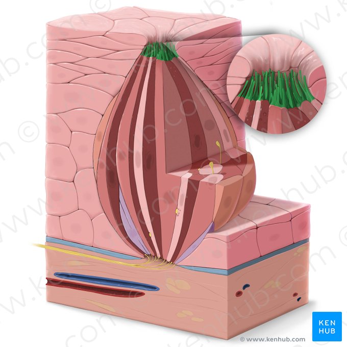 Microvilli (Mikrovilli); Bild: Tal Bavli Ziv