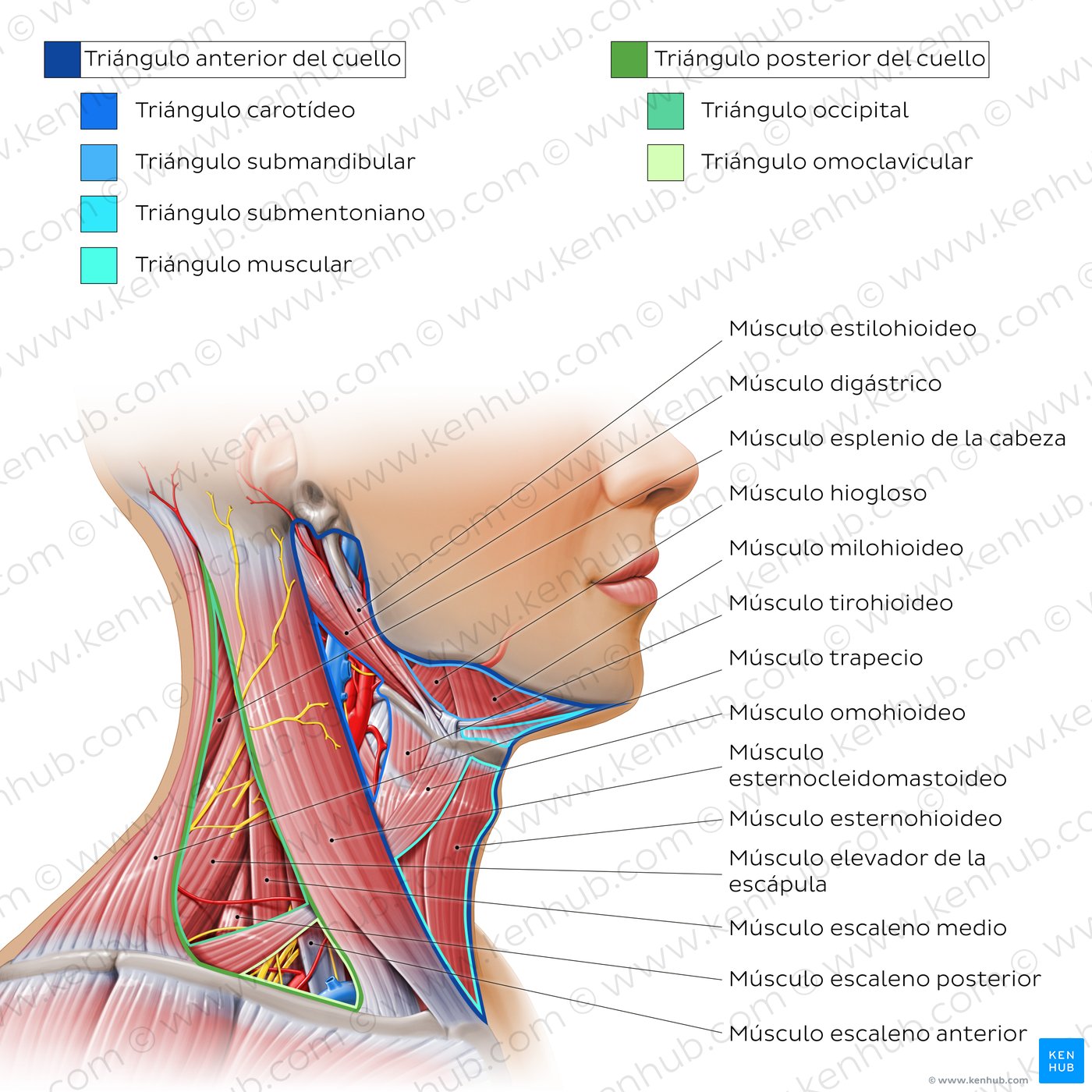 Triángulos del cuello