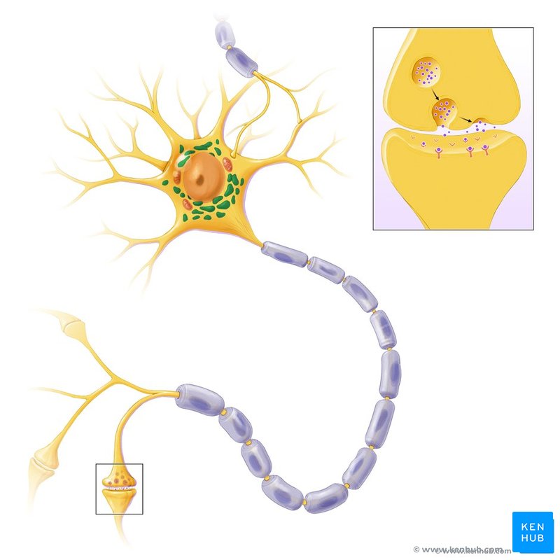 neurona histología nissl