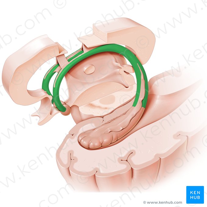 Fórnix (Fornix); Imagem: Paul Kim