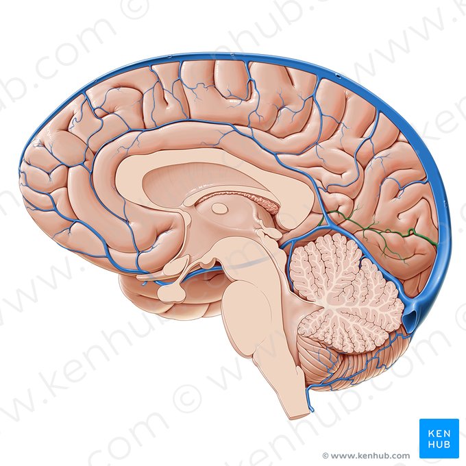 Veia occipital interna (Vena occipitalis interna); Imagem: Paul Kim