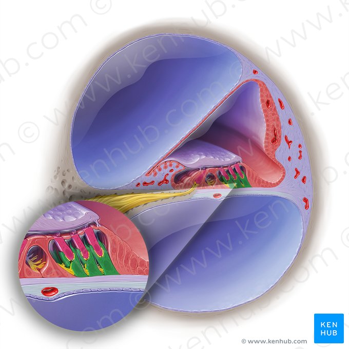 Célula falángica externa del órgano espiral (Epitheliocyti phalangei externi organi spiralis); Imagen: Paul Kim