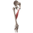 Musculus adductor longus