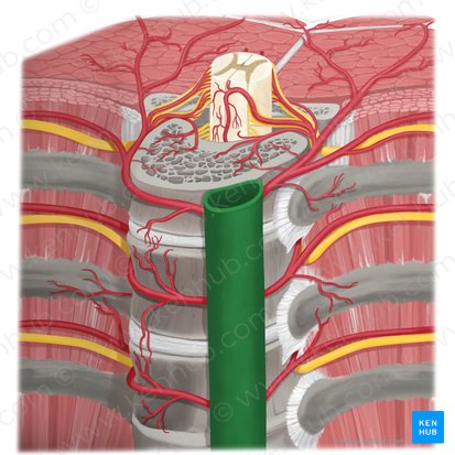 Aorte thoracique descendante (Aorta thoracica descendens); Image : Rebecca Betts