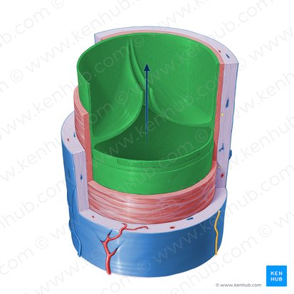 Tunica intima venae (Intima der Vene); Bild: Paul Kim