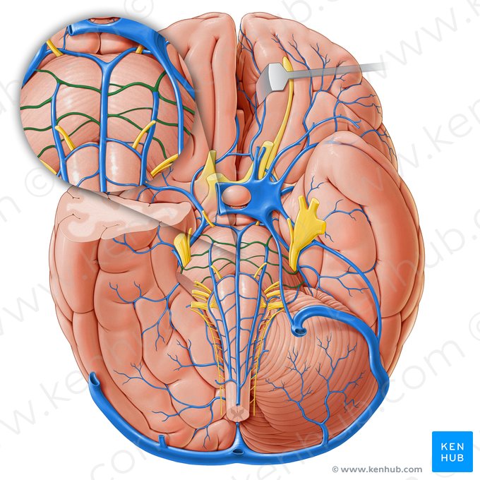 Transverse pontine veins (Venae transversae pontis); Image: Paul Kim