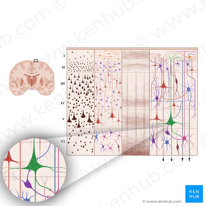 Célula piramidal gigante (de Betz) (Neuron pyramidale magnum); Imagem: Paul Kim