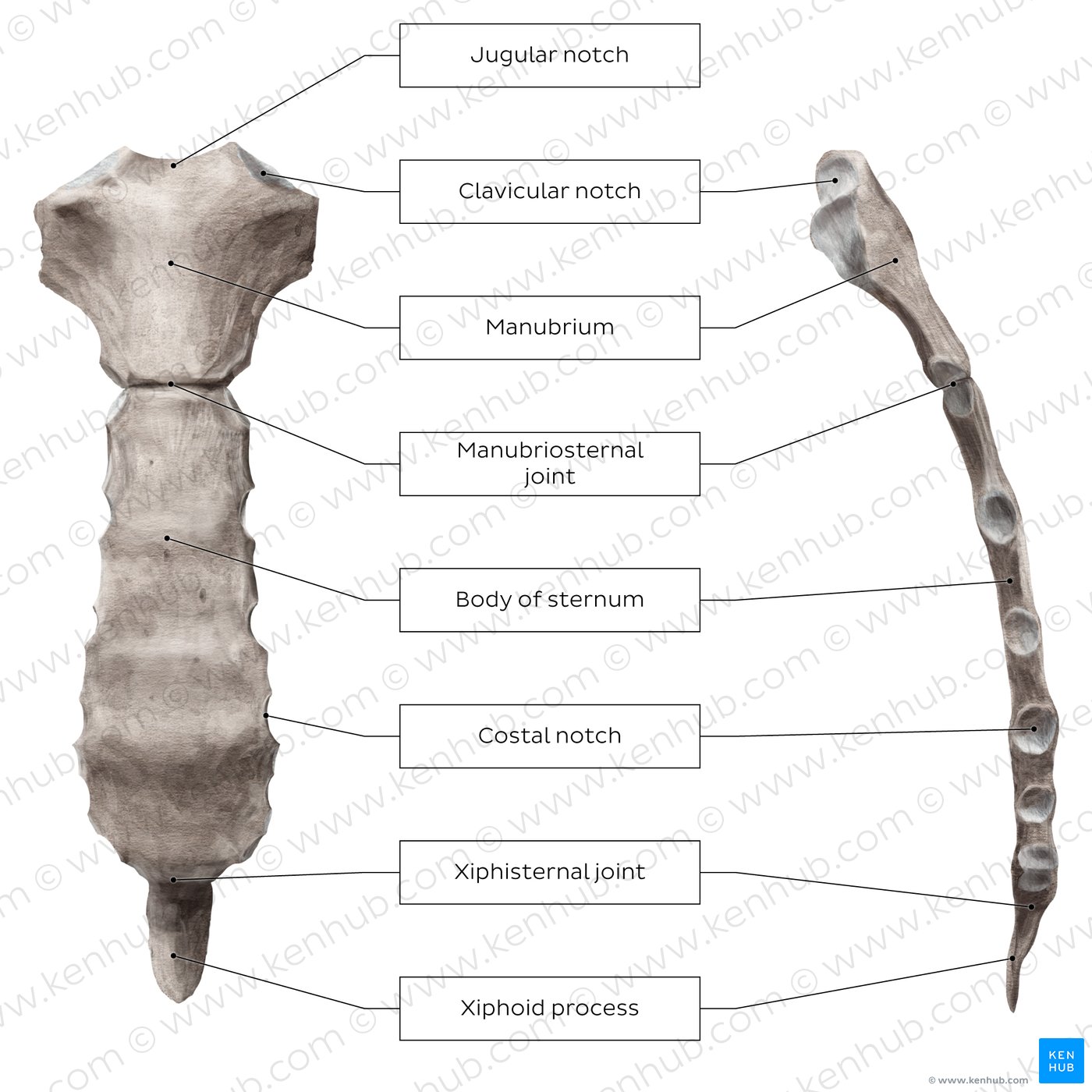 Overview of the sternum (lateral and anterior view)