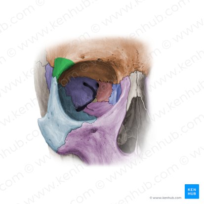 Proceso cigomático del hueso frontal (Processus zygomaticus ossis frontalis); Imagen: Paul Kim