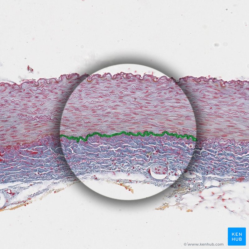 External elastic membrane - histological slide