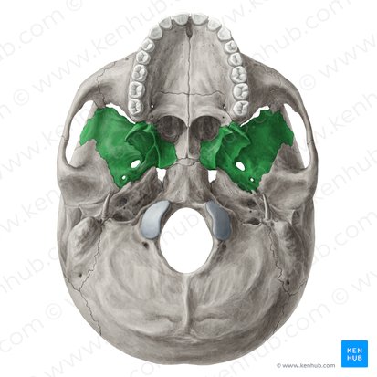 Sphenoid bone (Os sphenoidale); Image: Yousun Koh