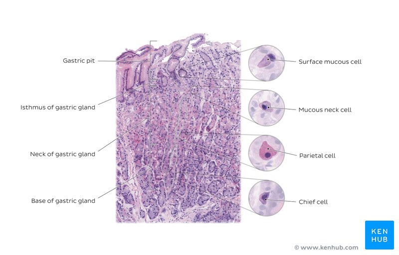 Stomach Anatomy, function, blood supply and innervation Kenhub