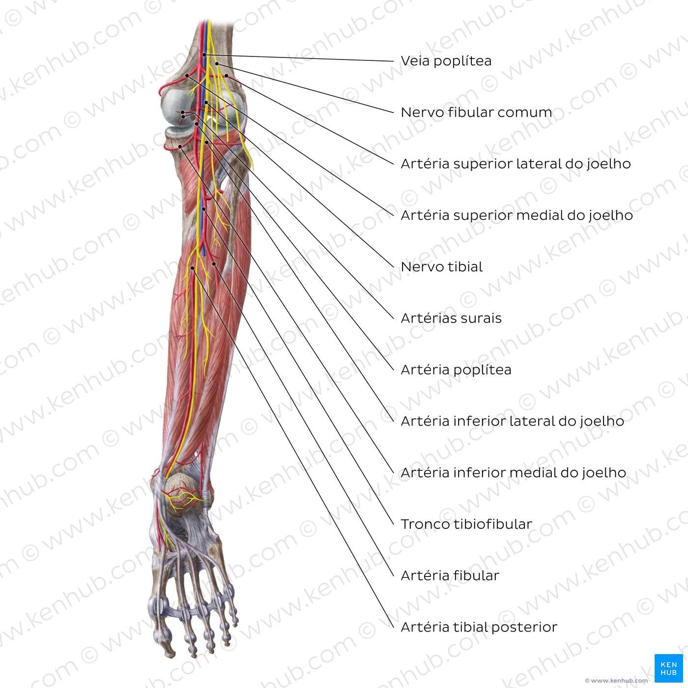 Artérias e nervos do joelho e perna - vista posterior