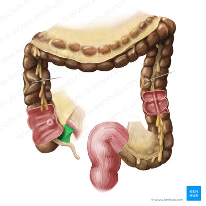 Mesoappendix (Wurmfortsatzgekröse); Bild: Begoña Rodriguez