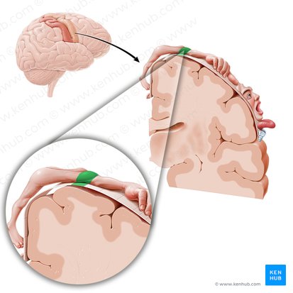 Motor cortex of shoulder (Cortex motorius regionis omi); Image: Paul Kim