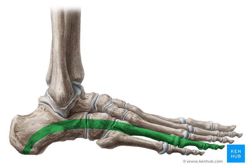 Longitudinal arch of the foot - lateral view