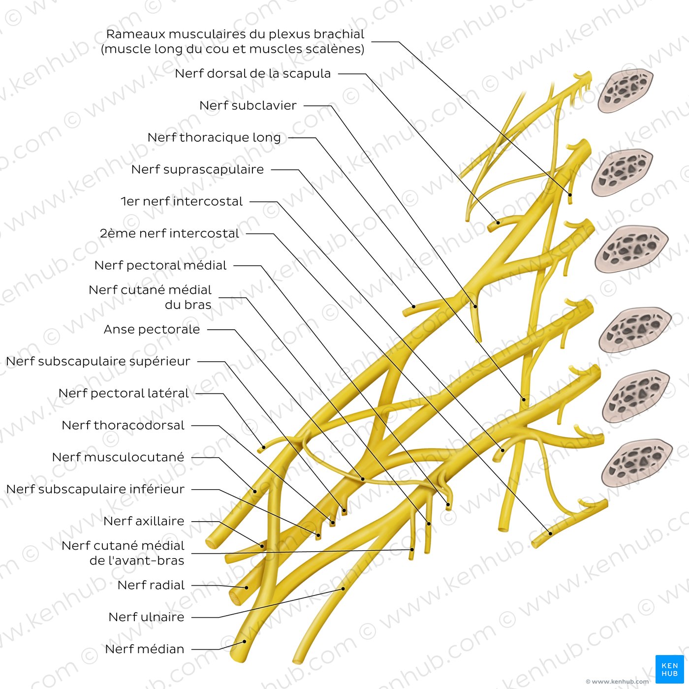 Brachial plexus: Branches