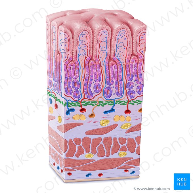 Lámina muscular de la mucosa (Lamina muscularis mucosae); Imagen: Paul Kim