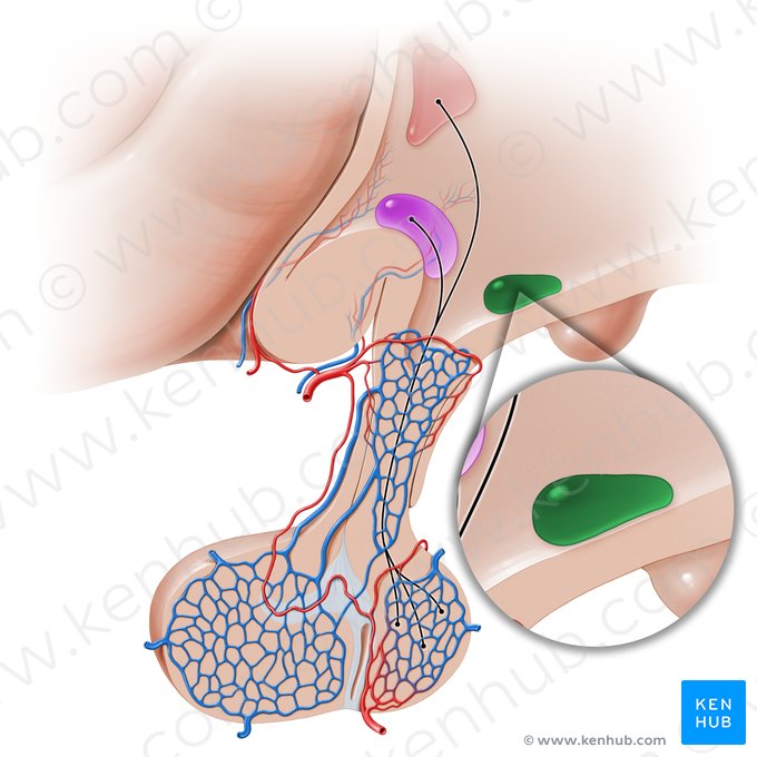 Núcleo arqueado do hipotálamo (Nucleus arcuatus hypothalami); Imagem: Paul Kim