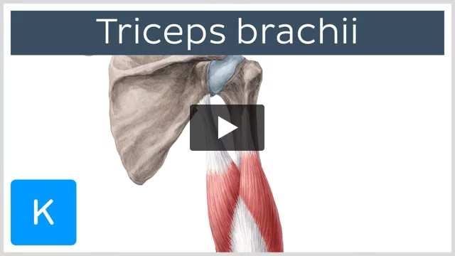 Triceps brachii muscle: Attachments, supply and functions