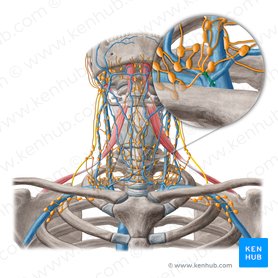 Lymph nodes of the head, neck and arm | Kenhub