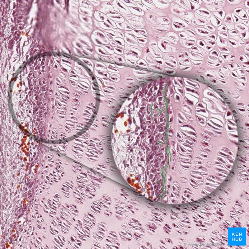 Collagen bundles - histological slide