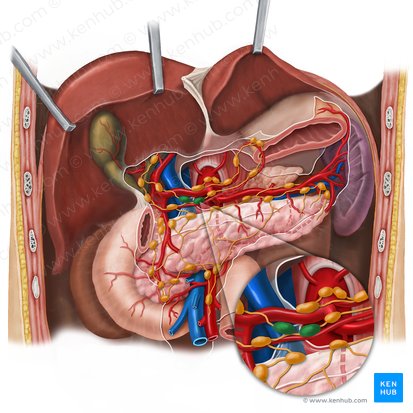 Right gastric lymph nodes (Nodi lymphoidei gastrici dextri); Image: Esther Gollan